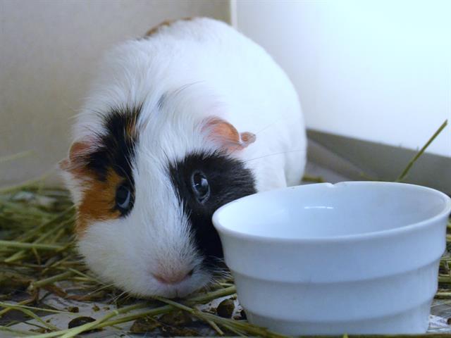 adoptable Guinea Pig in Denver, CO named SAL