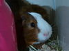 adoptable Guinea Pig in Denver, CO named COWBOY