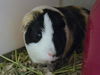 adoptable Guinea Pig in Denver, CO named TYCHO