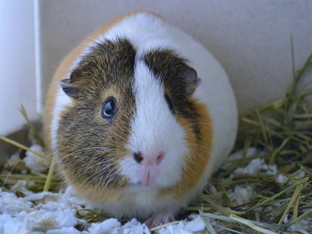 adoptable Guinea Pig in Denver, CO named TORTELLINI