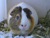 adoptable Guinea Pig in Denver, CO named TORTELLINI