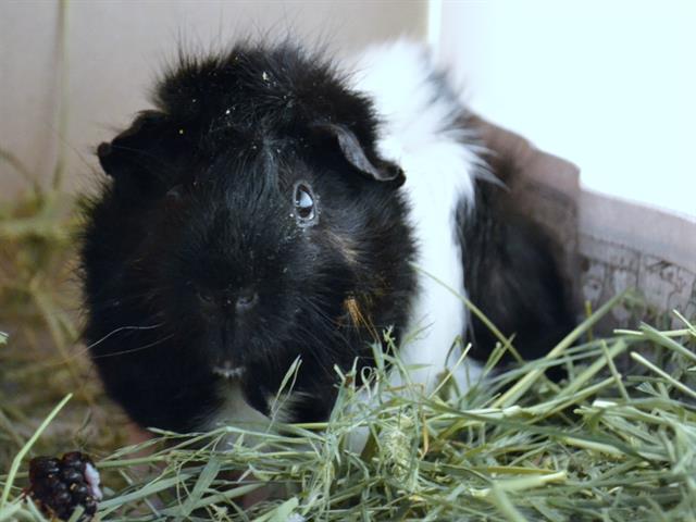 adoptable Guinea Pig in Denver, CO named BIPPITY