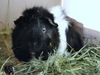 adoptable Guinea Pig in , CO named BIPPITY