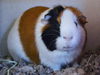 adoptable Guinea Pig in Denver, CO named BUDDY