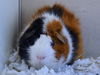 adoptable Guinea Pig in , CO named JELLYBEAN