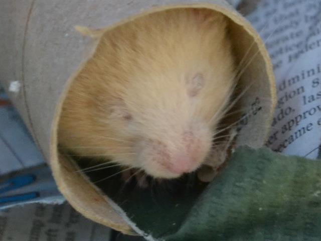 adoptable Hamster in Denver, CO named HONEY