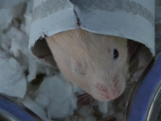 adoptable Hamster in Denver, CO named SKITTLES