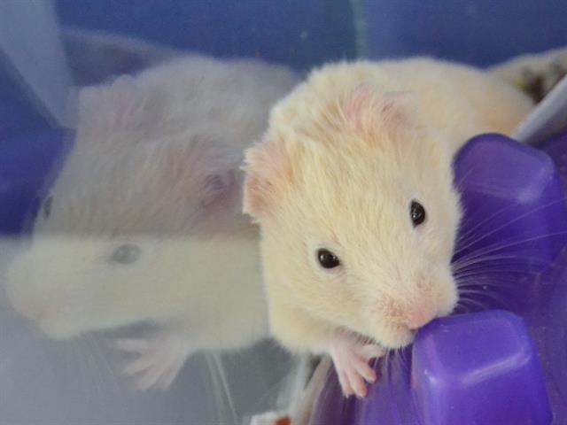 adoptable Hamster in Denver, CO named SUGAR