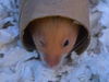 adoptable Hamster in Denver, CO named CUPCAKE