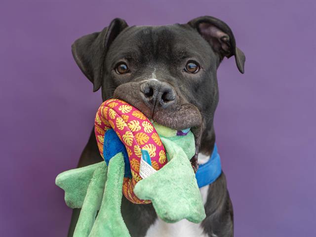 adoptable Dog in Denver, CO named POLO