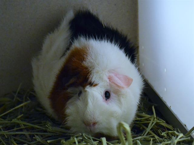 adoptable Guinea Pig in Denver, CO named GUMMYBEAR