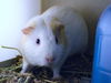 adoptable Guinea Pig in , CO named COCONUT