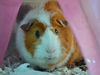 adoptable Guinea Pig in , CO named PICKLE