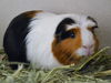 adoptable Guinea Pig in Denver, CO named BROWSE