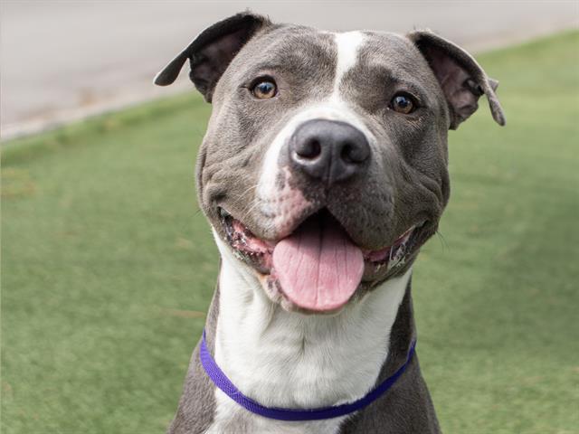 adoptable Dog in Denver, CO named LOUIE BLUE