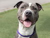 adoptable Dog in , CO named LOUIE BLUE