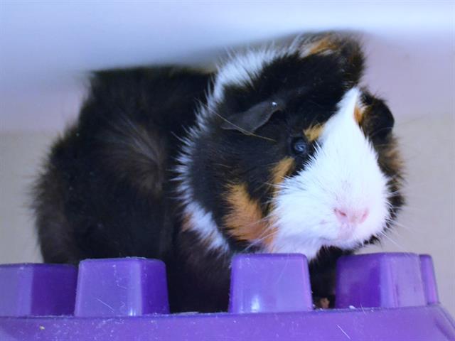 adoptable Guinea Pig in Denver, CO named DRACULA