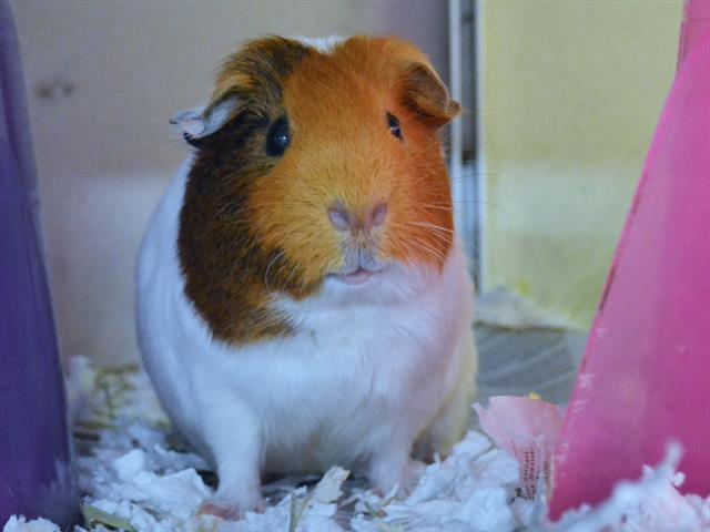 adoptable Guinea Pig in Denver, CO named JAWS