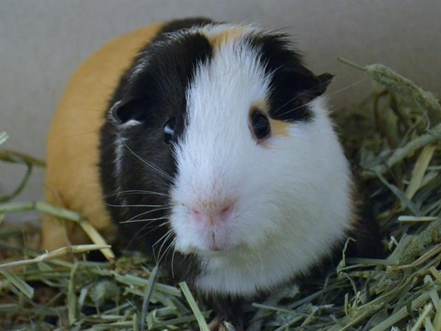 adoptable Guinea Pig in Denver, CO named PENCY