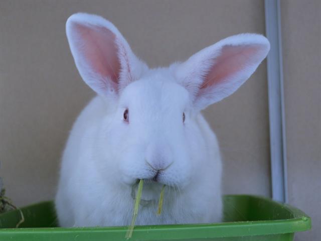 adoptable Rabbit in Denver, CO named PANNER