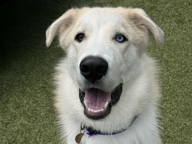 adoptable Dog in Denver, CO named MARSHMALLOW