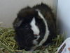 adoptable Guinea Pig in Denver, CO named MOON