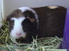 adoptable Guinea Pig in Denver, CO named MOCHA