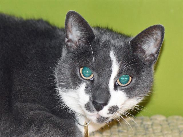 adoptable Cat in Denver, CO named CHUCK