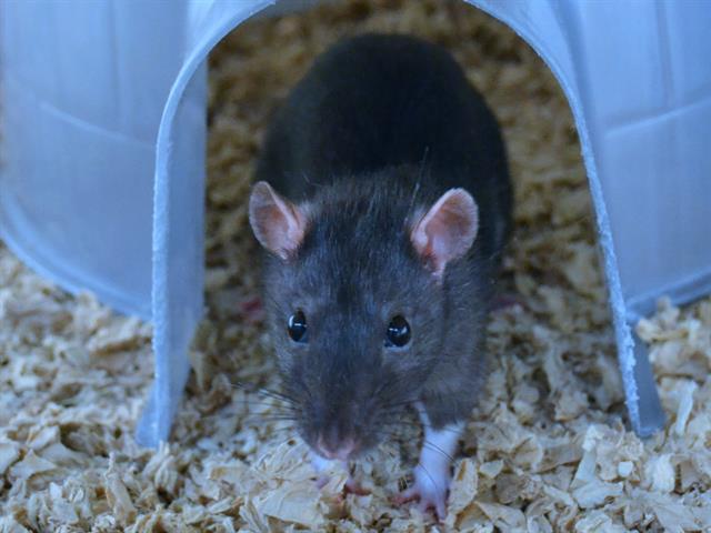 adoptable Rat in Denver, CO named ANNIKA