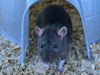 adoptable Rat in  named ANNIKA