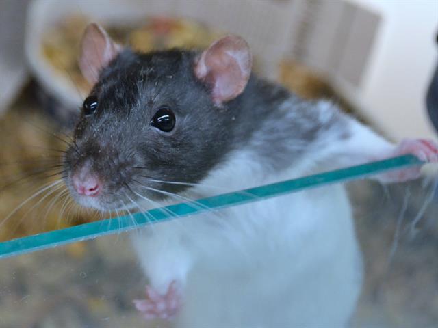 adoptable Rat in Denver, CO named PIPPI