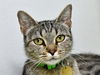 adoptable Cat in Denver, CO named PAULA ABDUL