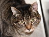 adoptable Cat in , CO named DAVINCHE