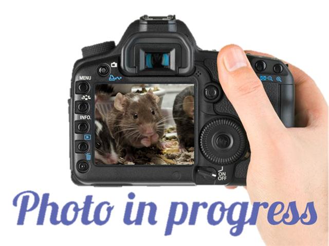 adoptable Guinea Pig in Denver, CO named MACAROON