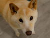 adoptable Dog in  named HACHI