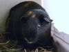 adoptable Guinea Pig in , CO named MEL