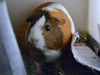 adoptable Guinea Pig in , CO named BUBBLES