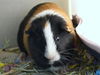 adoptable Guinea Pig in , CO named MOCHA