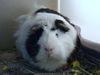 adoptable Guinea Pig in , CO named OREO