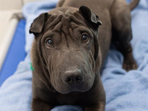 picture of the dog needing adoption