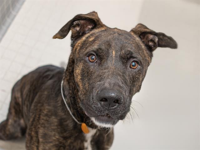 adoptable Dog in Denver, CO named BERRY