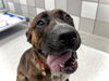 adoptable Dog in Denver, CO named DRACO