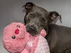 adoptable Dog in  named CREED