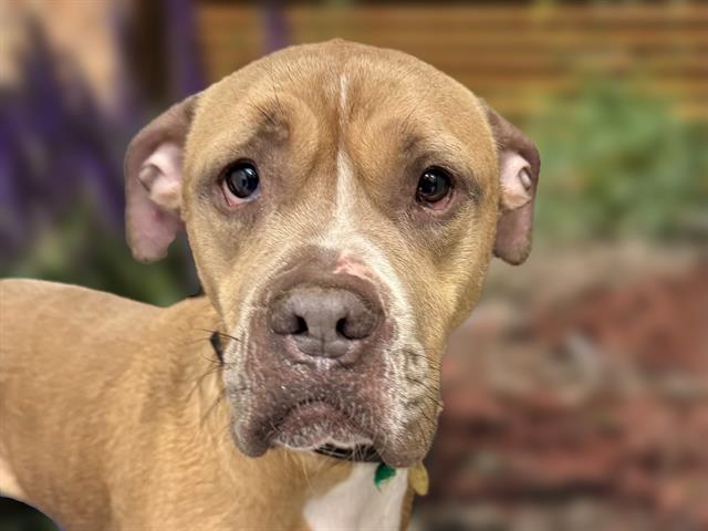 adoptable Dog in Denver, CO named KARMA