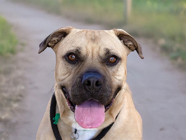 adoptable Dog in Denver, CO named HARLEY