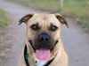 adoptable Dog in  named HARLEY
