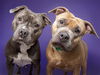 adoptable Dog in  named BROWNIE