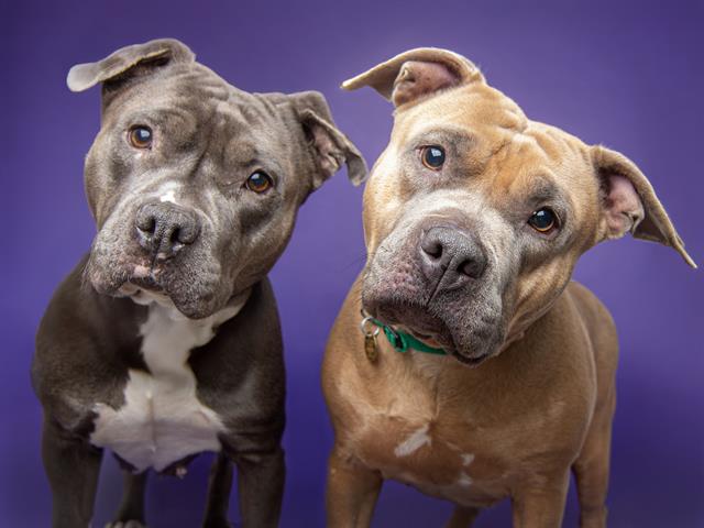 adoptable Dog in Denver, CO named KOVA