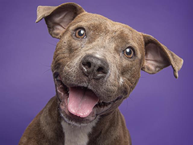 adoptable Dog in Denver, CO named POPPY