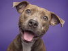adoptable Dog in  named POPPY